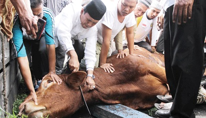 qurban